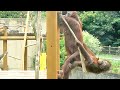 チャッピー母さん52とアクロバットホッピー♂4・オランウータン 2025/08/09