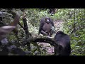 Eastern Chimpanzee Gesture Present Gen Forward Example 1