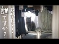 知らない人にビビっていた猫。最終的にすごいことになりました。