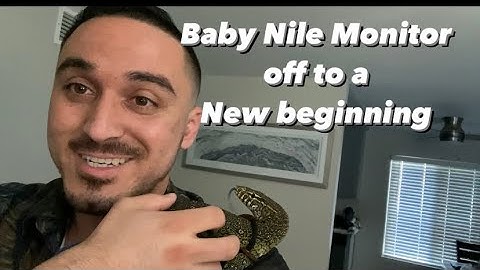 Baby Nile Monitor off to a new beginning