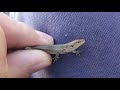 Зимние ящерицы, жуки, тараканы и саранча в Сочи/Winter lizards,beetles,cockroaches,locust in Sochi