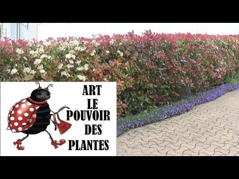 Vidéo: Tailler le photinia à pointe rouge - Conseils pour tailler les arbustes à photinia