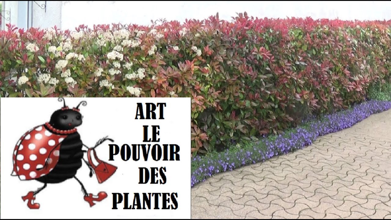 star roses & plants Movie Star Roses Movie Star / 50 cm / 20