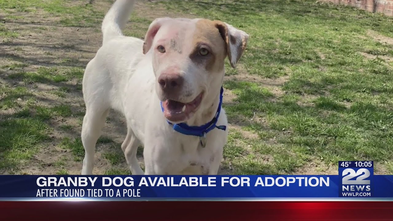 Granby dog found abandoned available for adoption - YouTube