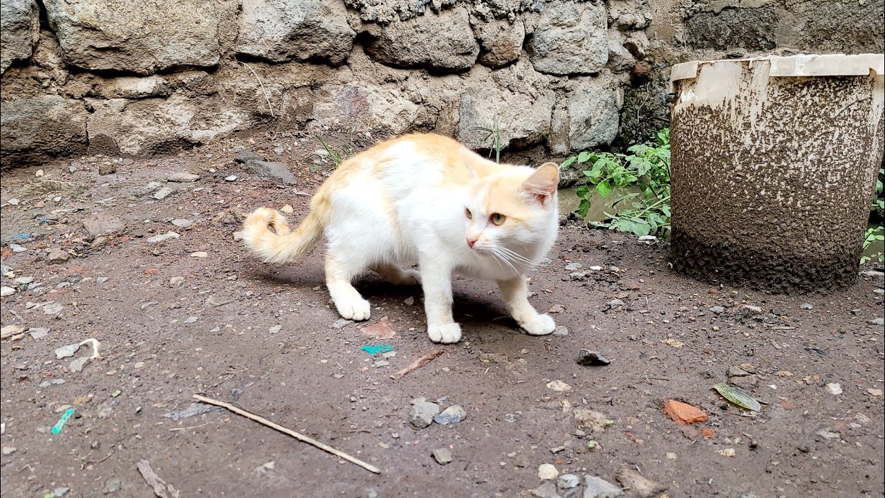 How LOVE CAT 😻 behaves in the rainy season 🌧 MUST WATCH ✅️ 