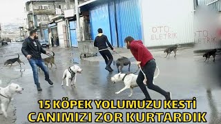 KÖPEKLER İLE SOKAK KÖPEKLERİNİN ALANINA GİRERSENİZ NE OLUR ?