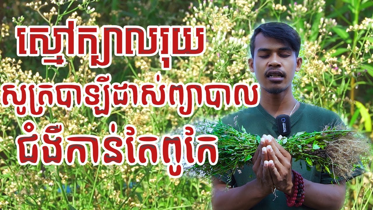 ស្មៅក្បាលរុយជាថ្នាំព្យាបាលជំងឺជាច្រើនមុខ || Advantage of Cyanthillium cinereum