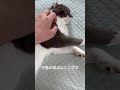 子猫の知られざる弱点 #猫のいる暮らし