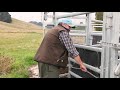 The Te Pari Calf Reducers in a Cattle Lead-up Race
