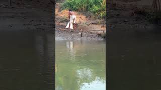 eh ada yg lgi cari pasir (kali mas) tempat mancing tambang pasir dan emas ndeso