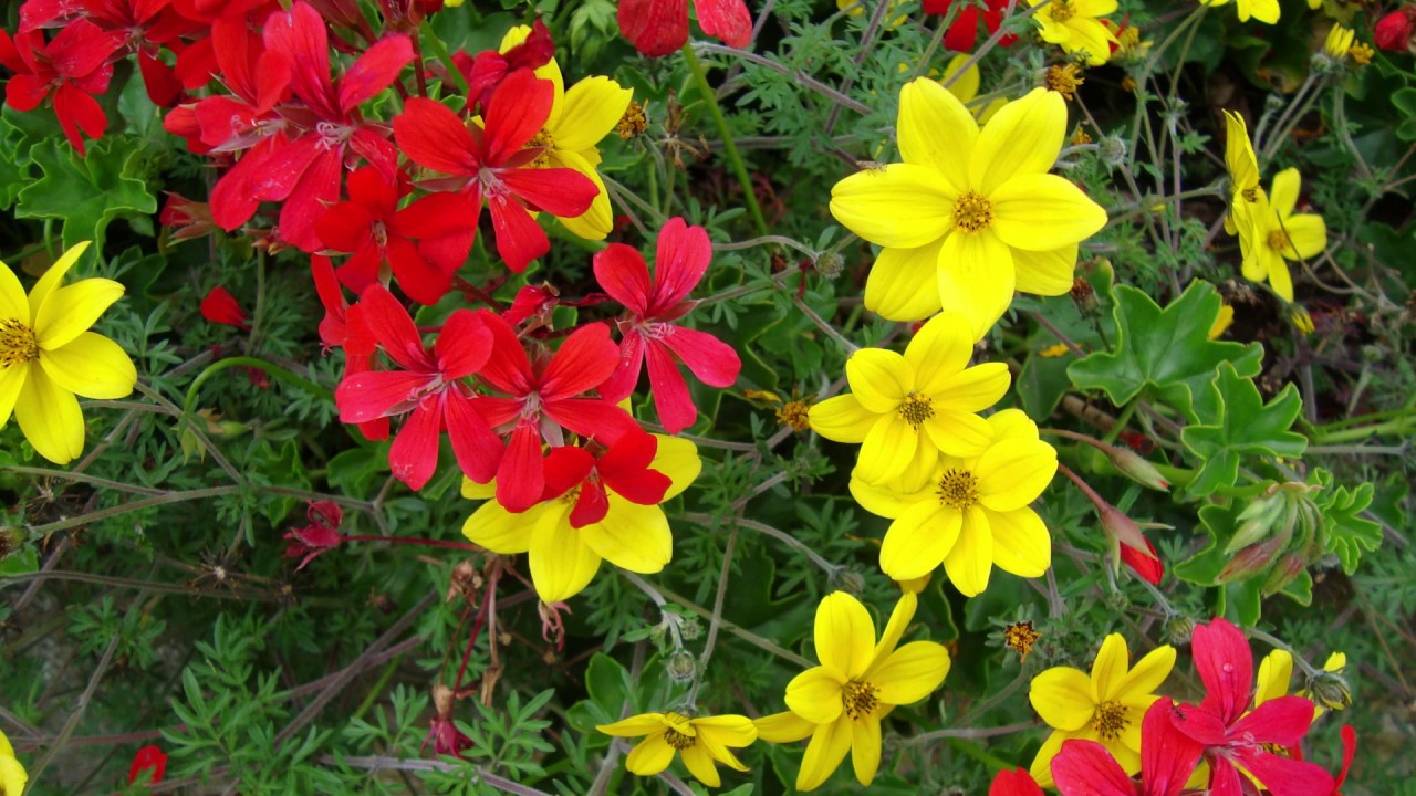 BEAUTIFUL FLOWERS WITH MUSIC YouTube