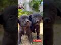 Playful and Cute! Watch These 30-Day-Old Puppies in Action 🐶 #cutepuppies #doglovers #puppies