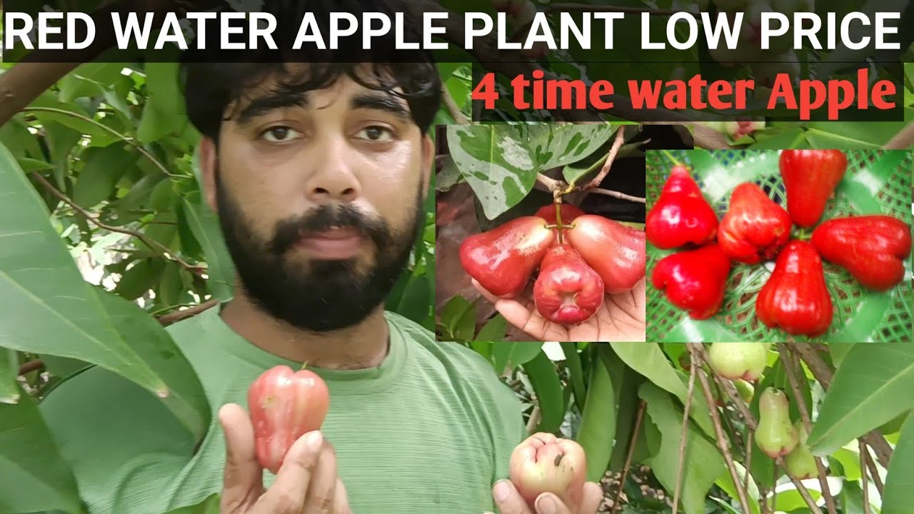 Red Water Apple plant low price YouTube