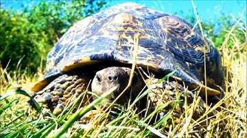 LEOPARD CLOSE ENCOUNTER! ☆ GEOCHELONE PARDALIS in The Meerkat Magic Valley Reserve - The Meerkat Man