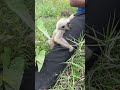 #babymonkey #Animal #cuteanimal #babygibbon #apes #babyapes