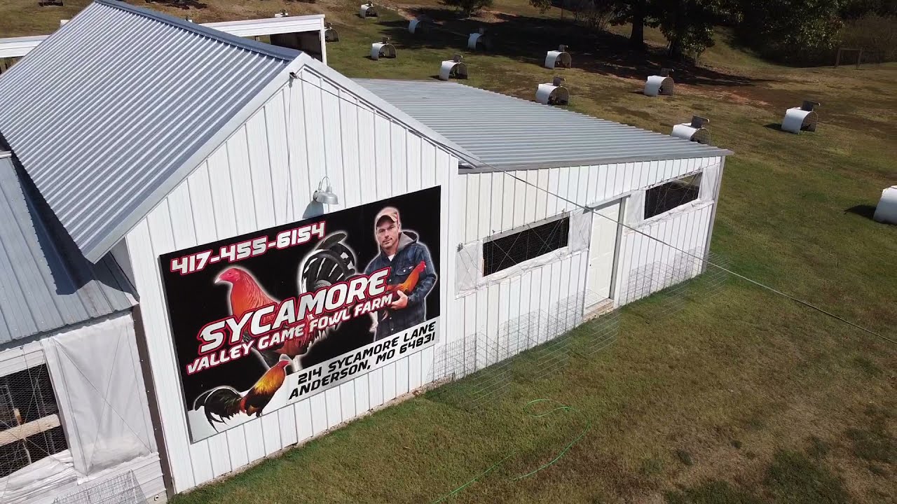 Sycamore Valley Game Fowl Farm - YouTube