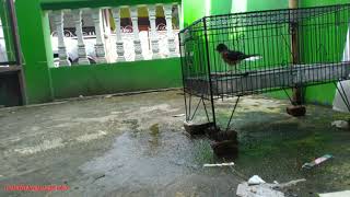 TUTORIAL MELATIH MURAI BATU TROTOL USIA 1 BULAN SUDAH MAU MANDI KRAMBA