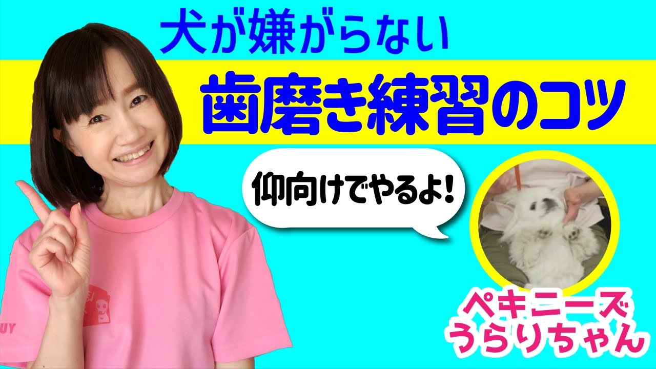 犬 お手入れ 逆効果な歯磨きの仕方してない 愛犬が大人しく歯磨きさせてくれるコツ ペキニーズうらりちゃんと練習 Youtube