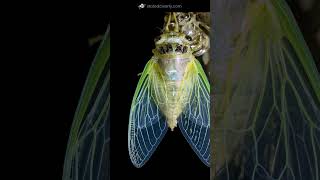 Cicada molts and &quot;grows&quot; his wings: Time-Lapse