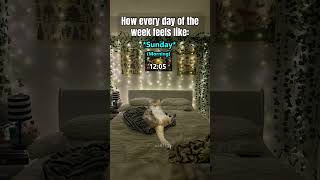 Cat Memes Pov How Every Day Of The Week Feels Like
