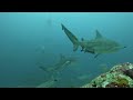 Bullshark dive