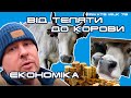 Економіка вирощування телиці. Від теляти до корови. Паровка телиць | Private Milk | Травецький