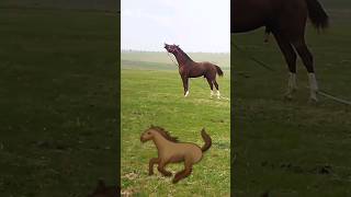 🔥😱Бітімі Бөлек екен😱🔥#compilation #horse #horseriding #war #rek #кокбору #финиш#хочу #көкпар #лошади