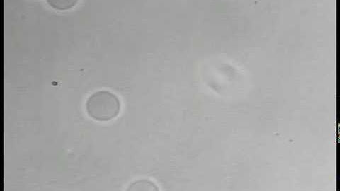 Optical Tweezing in Action: Manipulating 5 micron spheres