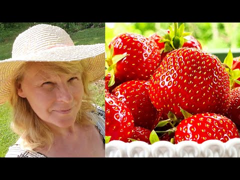 Video: Maasika paljundamine maasikataimede jooksjatega