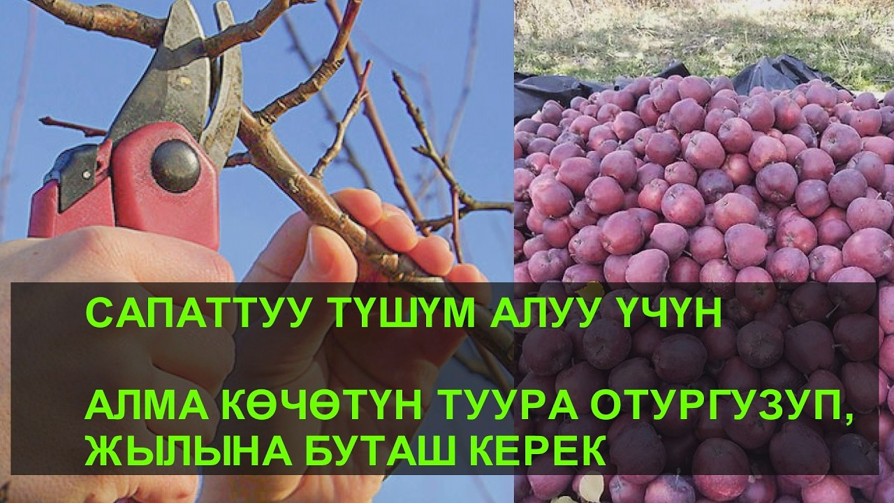 CАПАТТУУ ТҮШҮМ АЛУУ ҮЧҮН АЛМАНЫ ТУУРА ОЛТУРГУЗУП, ТУУРА БУТАШ КЕРЕК!!!