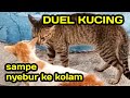 ⭐ PERKELAHIAN KUCING (BAG. 7) (PALING KONYOL)