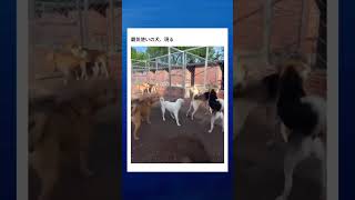 覇気が使える犬が強すぎるwwww #面白い #おもしろ #tiktok #Twitter #2ch #5ch #ワンピース