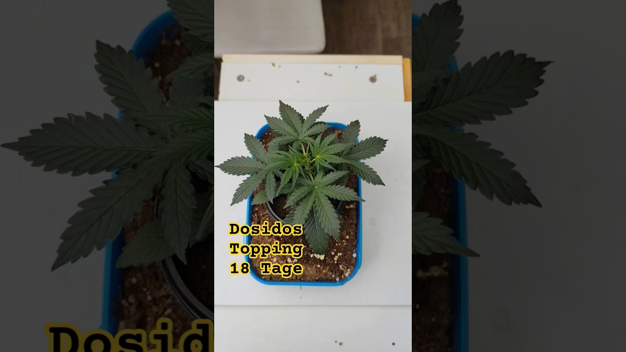 Dosidos Auto Topping ✂️ Tag 18 