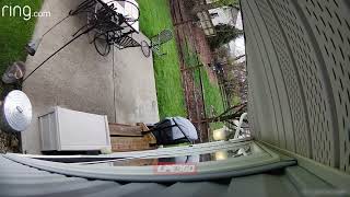 Squirrel jumps from trash can to ring bell