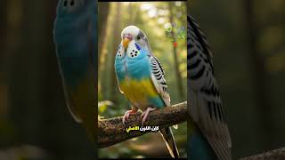 وصف طفرة الباندد وازاي تمسك منها 🤑 كتير 🤝🏻 #birds #exoticbirds #اكسبلور