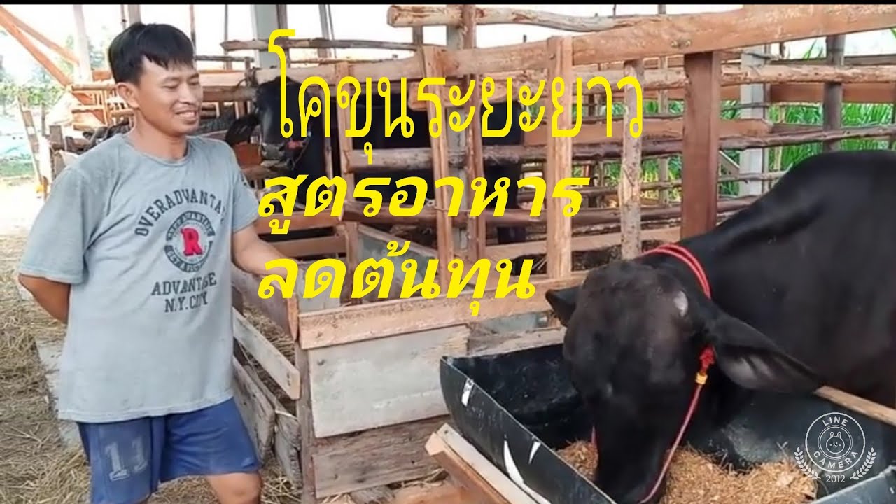 โคขุน ต้นทุนต่ำ พร้อมสูตรการผสมอาหารแบบง่ายๆ #น้องเอิร์นฟาร์ม#