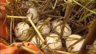 Qld crocodile farmers want state law changed to allow egg harvesting from the wild