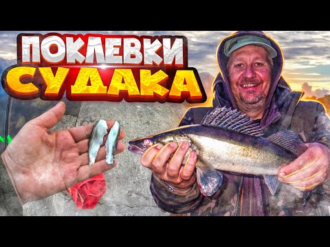 Ловля СУДАКА на нарезку, поклевки крупным планом | КАК ловить СУДАКА на донки | Fishing ZANDER