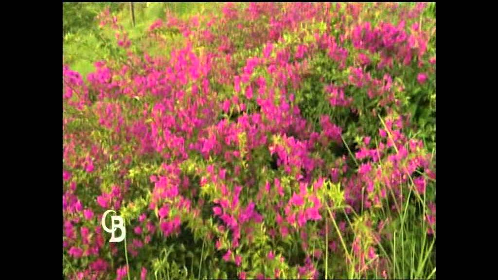 Les Alizés Beach Resort dans 