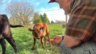 How To Make Friends with a Calf