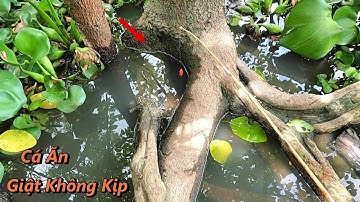 Câu Cá Rô Đồng Phát Hiện Điểm Câu Mới Nơi Mà Những Con Rô Ú Chỉ Trốn Trong Gốc Cây