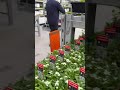 Why This Garden Centre Feels Like Disneyland for Plant Lovers 🪴🤗😍