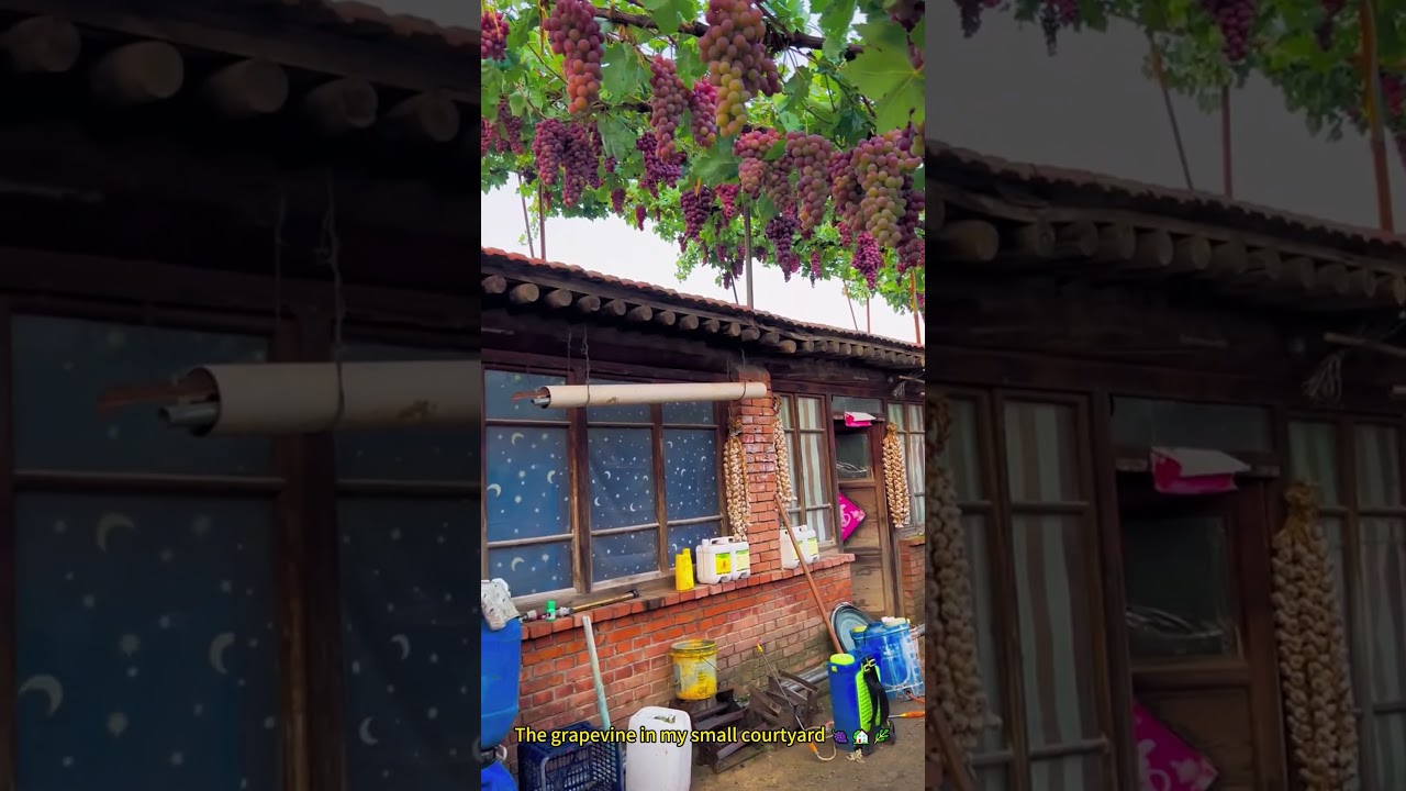 The grapevine in my small courtyard 🍇🏡🌿