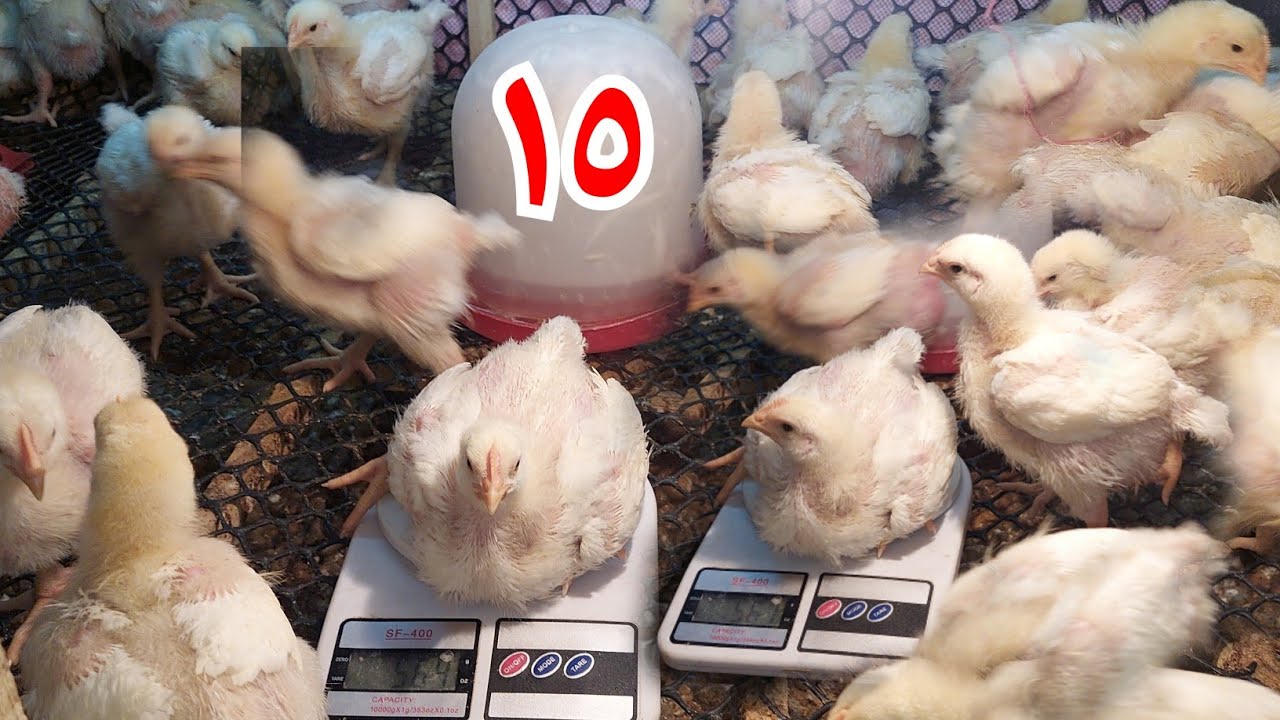 وزن الفراخ عمر ١٥يوم اللهم لك الحمد ولو فضلنا علي كدا ان شاءالله هندبح قبل رمضان كمان