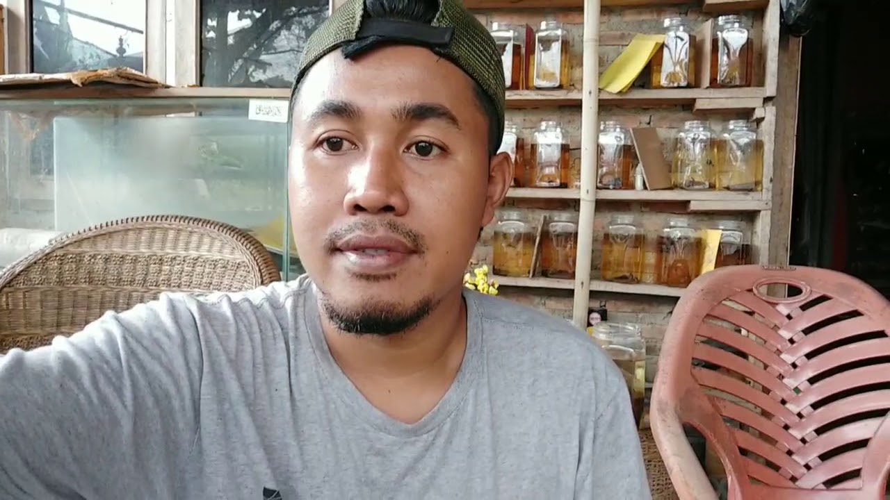 Cara cepat memberi pakan ikan di ember 