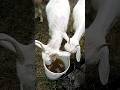 #how to treat your #dairygoats
