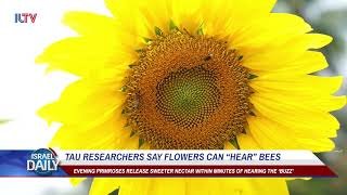 TAU researchers say flowers can “hear” bees!