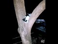 Funny cats