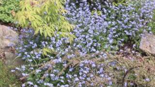 Adding Color to the Garden with Forget-Me-Nots