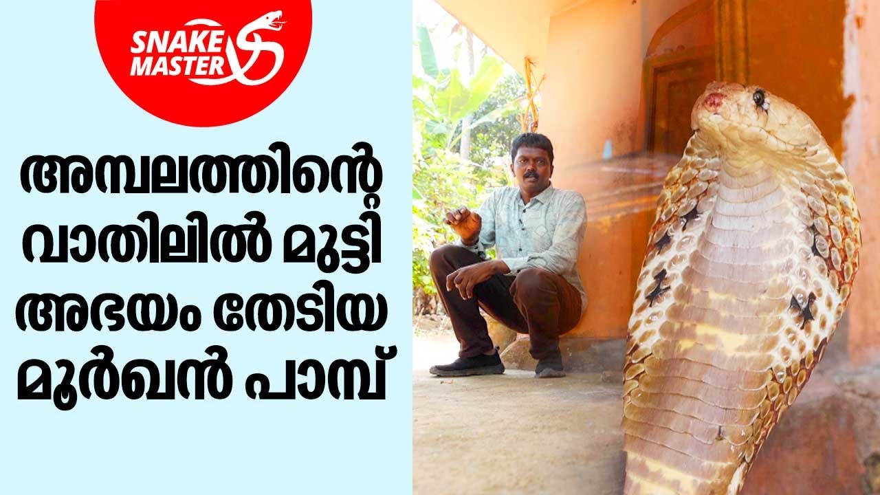 എല്ലാവർഷവും ആയില്യത്തിന് അമ്പലത്തിൽ  രാജവെമ്പാല വരും | Vava Suresh | Snakemaster EP 987